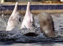 irrawaddy-dolphins-top.jpg