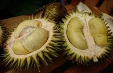 Buah-Karantungan-590x382.webp Buah-Karantungan-590x382.webp