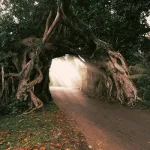 bunut-bolong-bali - Copy.jpg