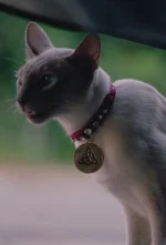 1x01-KitTheCat.jpg
