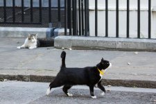 Palmerston and Larry.jpg