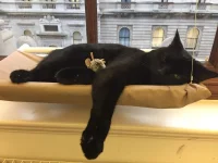 gladstone window.jpg