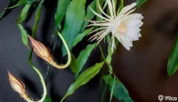 kuntum bunga wijaya kusuma.webp