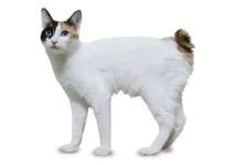 bobtail.webp bobtail.webp