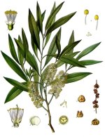 Melaleuca_leucadendra_-_Köhler–s_Medizinal-Pflanzen-092.jpg