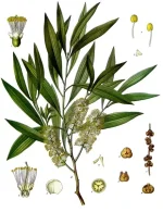Melaleuca_leucadendra_-_Köhler–s_Medizinal-Pflanzen-092.webp Melaleuca_leucadendra_-_Köhler–s_Medizinal-Pflanzen-092.webp
