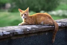 Jock-VII-on-wall-1200x802.jpg Jock-VII-on-wall-1200x802.jpg