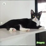 Priapus.JPG Priapus.JPG