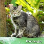 canggu.webp canggu.webp