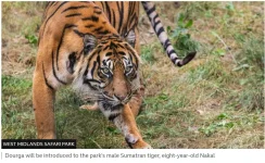 dourga.JPG dourga.JPG