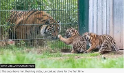 lestari.JPG lestari.JPG