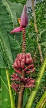 pisang songgo langit.jpg