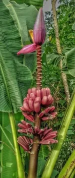 pisang songgo langit.webp pisang songgo langit.webp