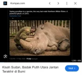 Sudan badak.webp