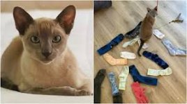 Leonardo da Pinchy.jpg