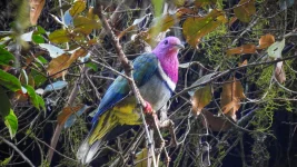 5-pink-headed-fruit-dove.webp